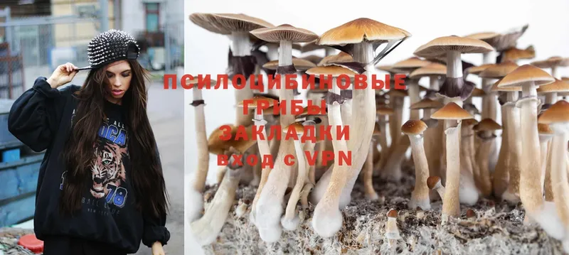 купить   Богданович  Галлюциногенные грибы Psilocybe 